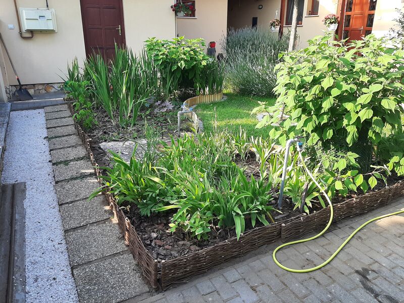 Virágágy gondozás – Iriszes virágágyás öntözőtömlővel
