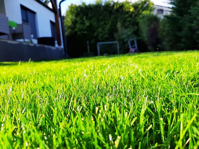 Gyepápolás – Frissen nyírt bársonyfű közelről