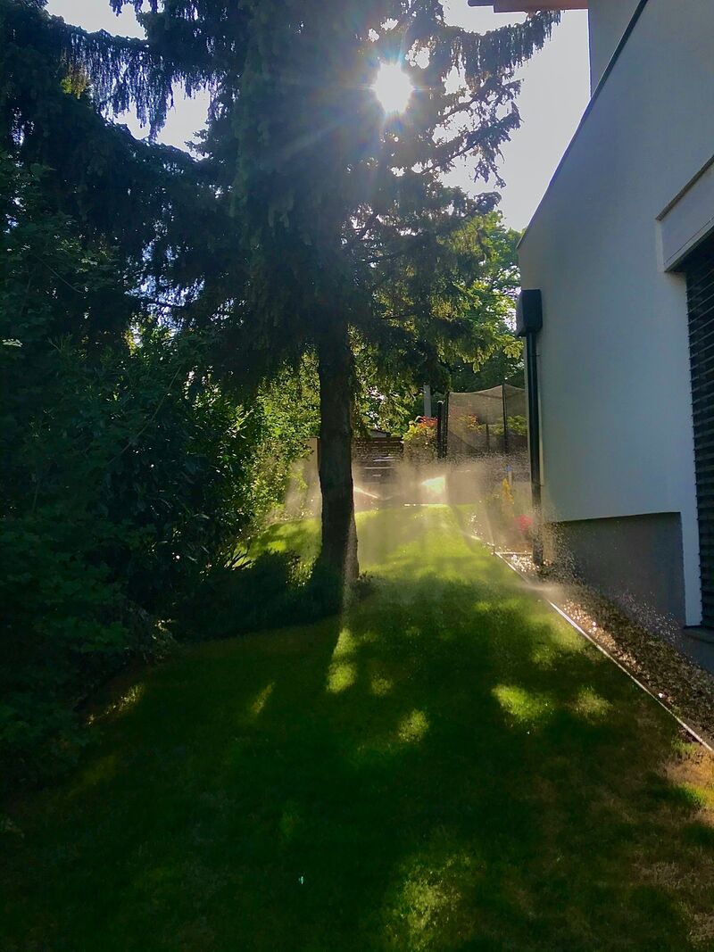 Öntözőrendszerünk akcióban – Aranyórás locsolás a fenyő alatt