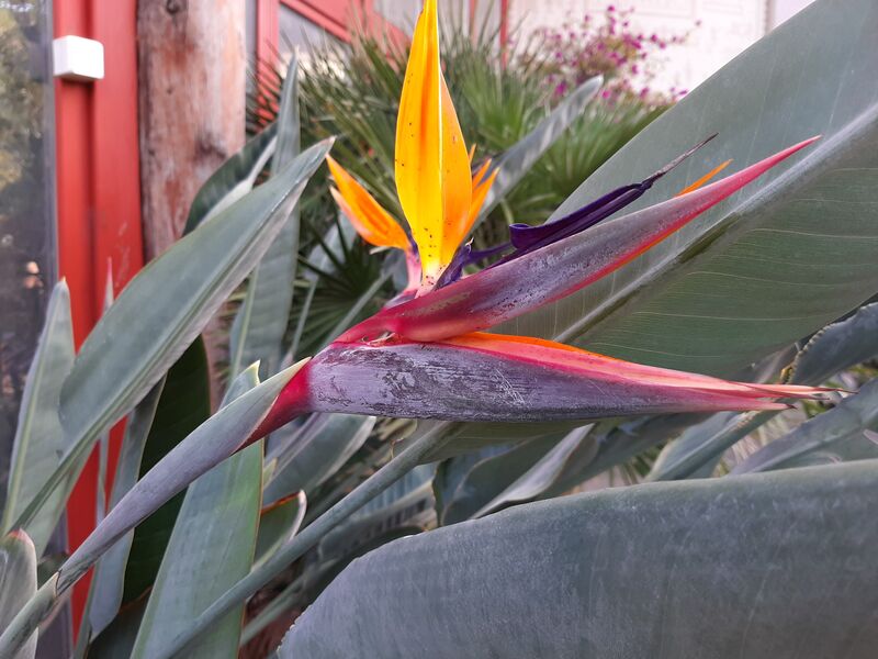 Egzotikus gondozás – Strelitzia – a papagájvirág